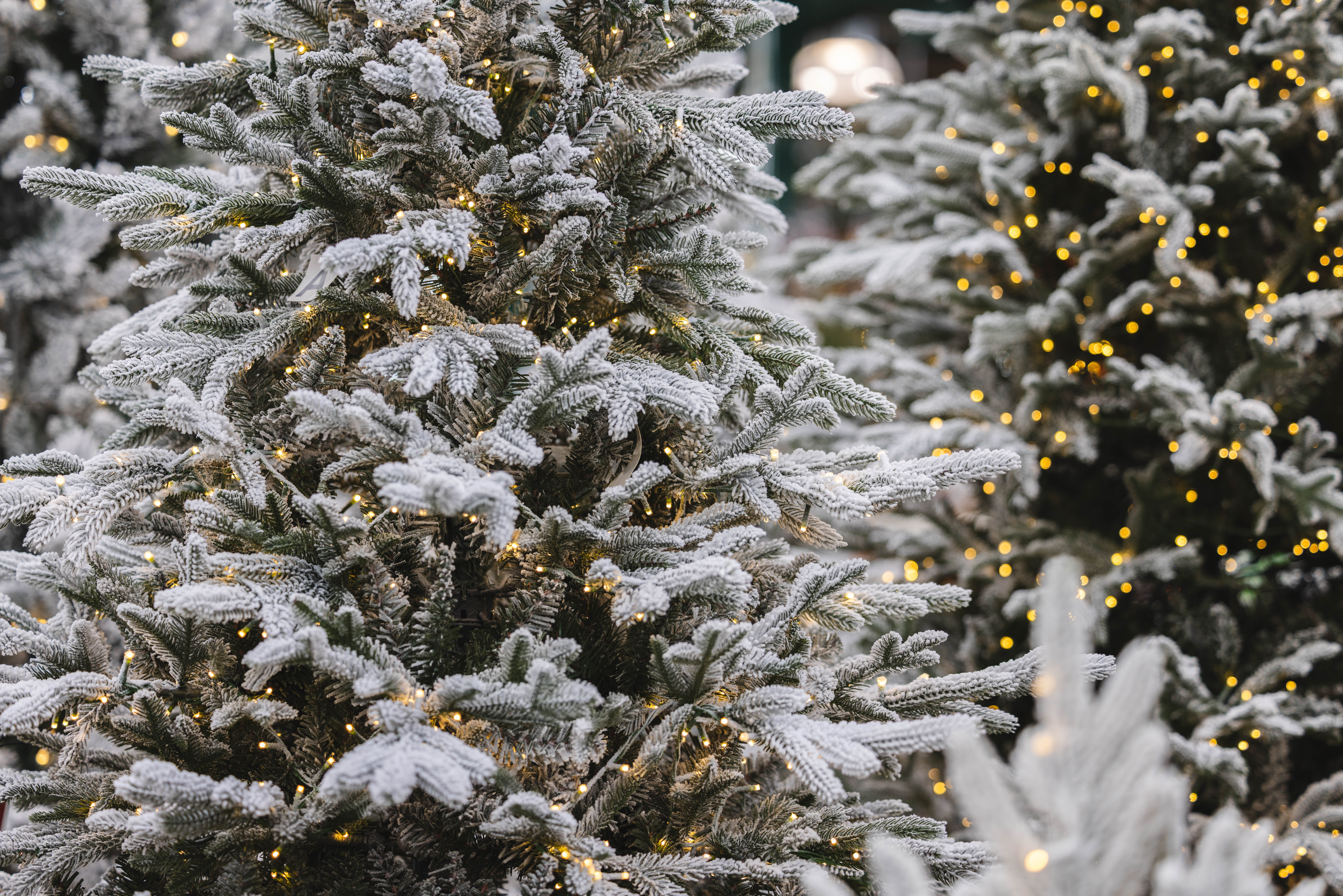 Flocked Fraser Warm White LED Tree  9'