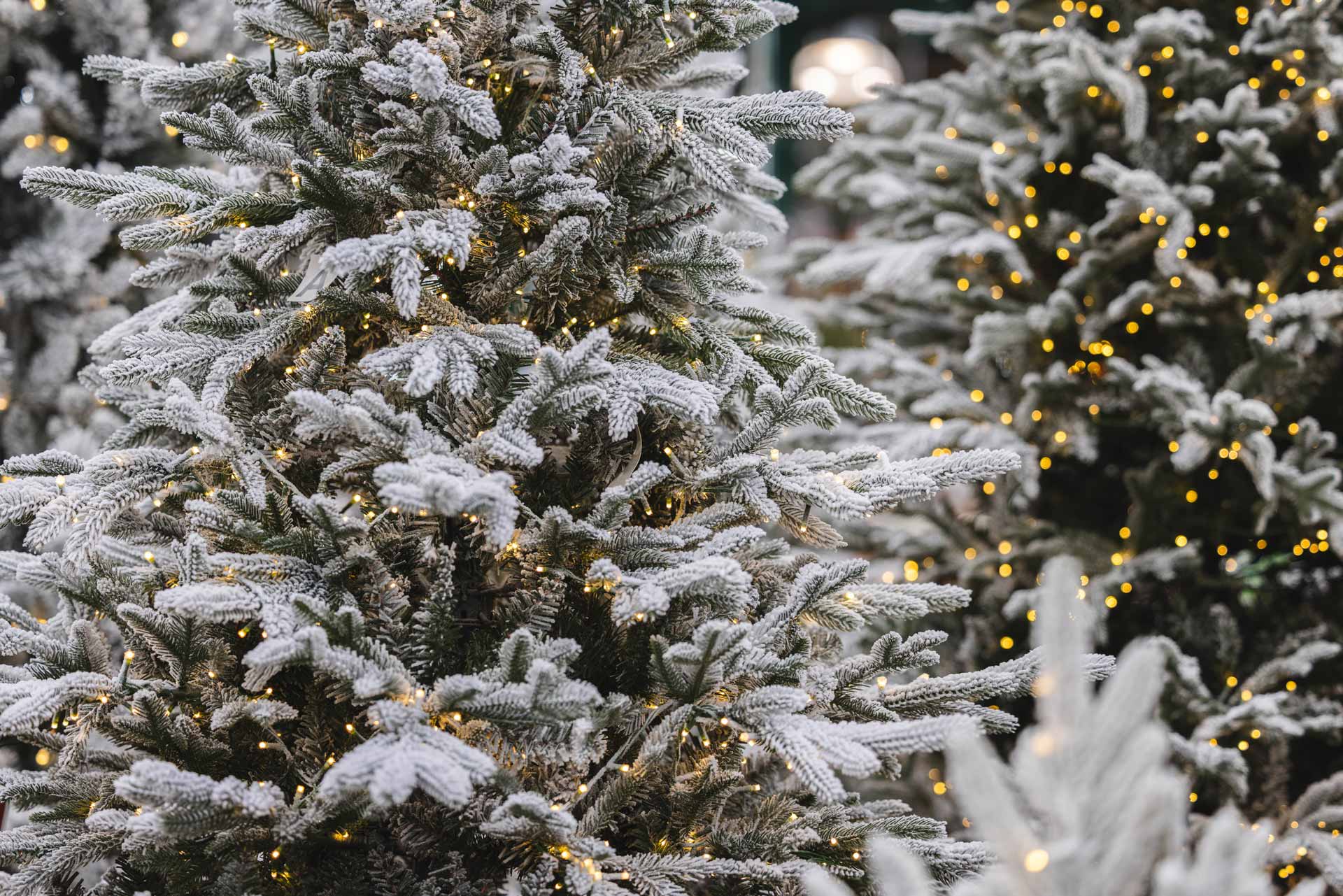 Flocked Fraser Warm White LED Tree  7.5'