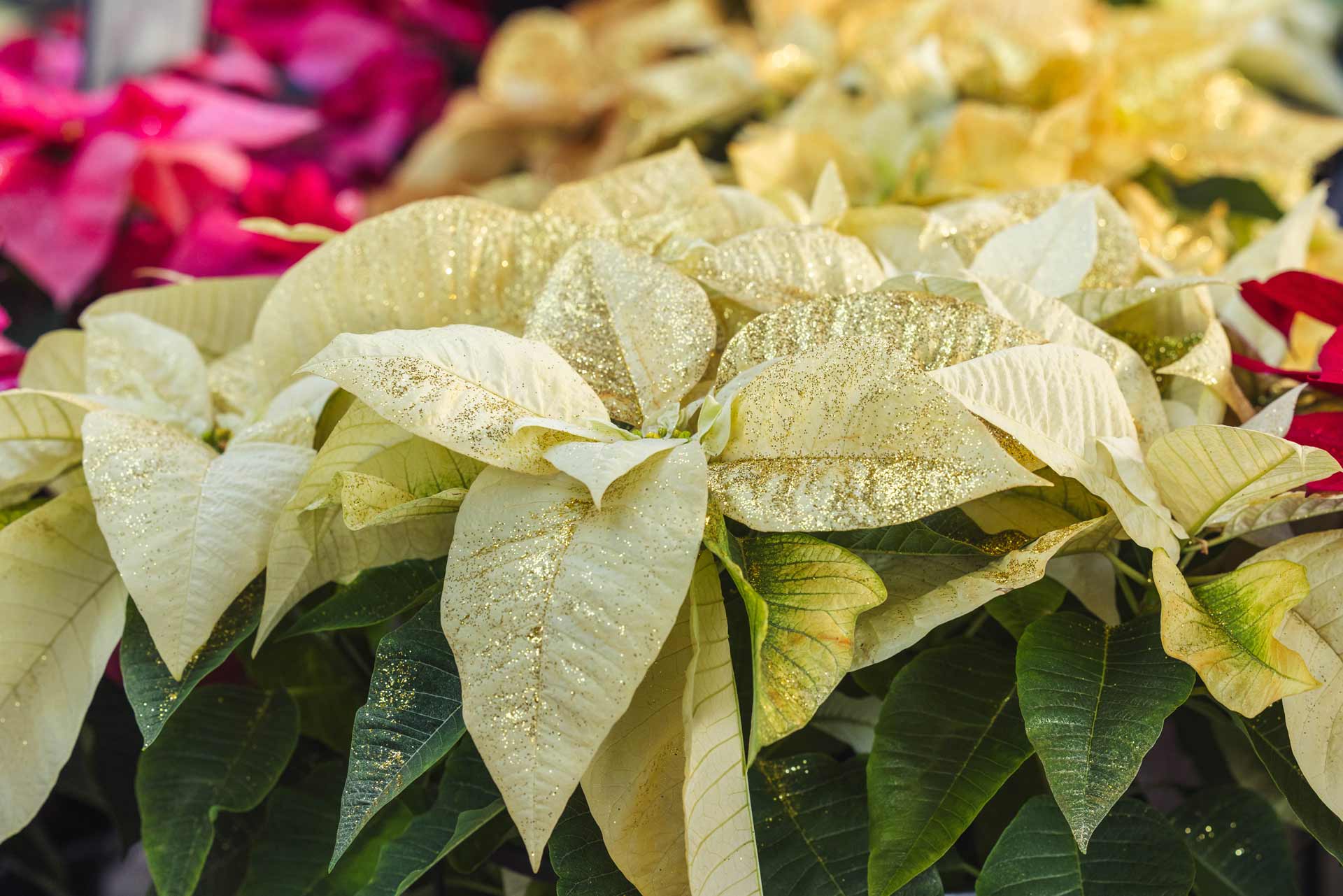 Poinsettia 'Fantasy Pearl' 10 Inch