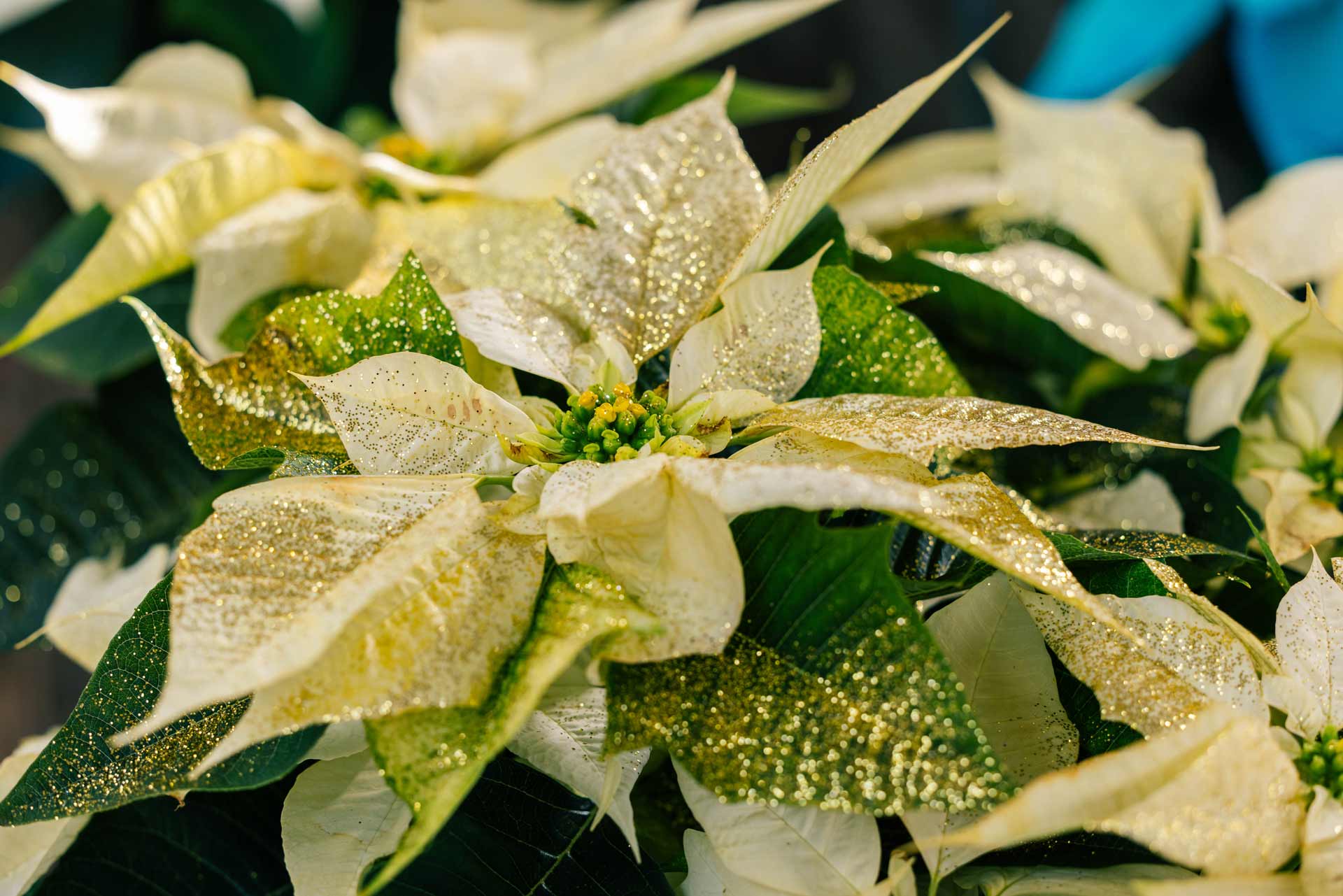 Poinsettia 'Fantasy Gold' 10 Inch
