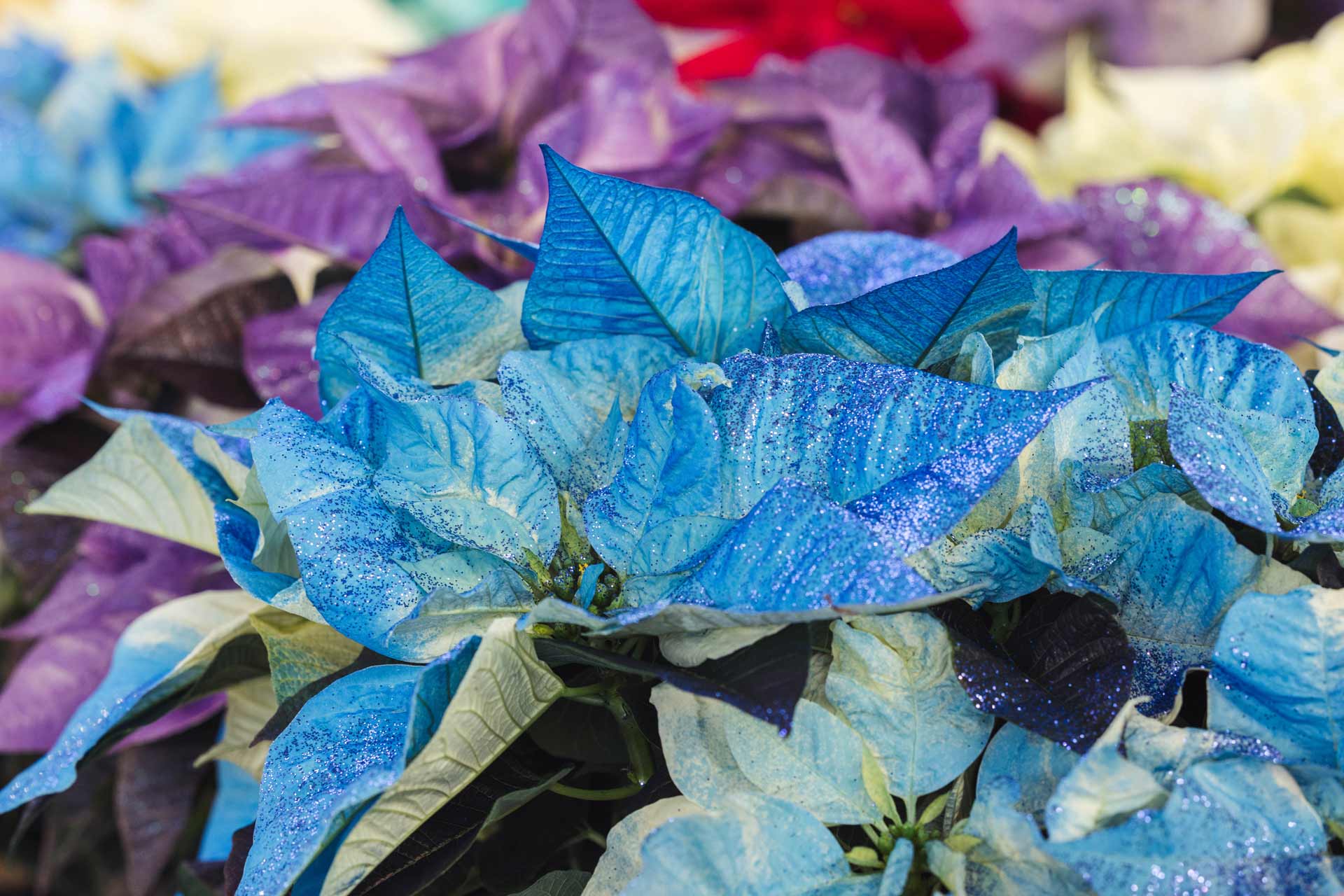 Poinsettia 'Fantasy Blue' 4.5 Inch