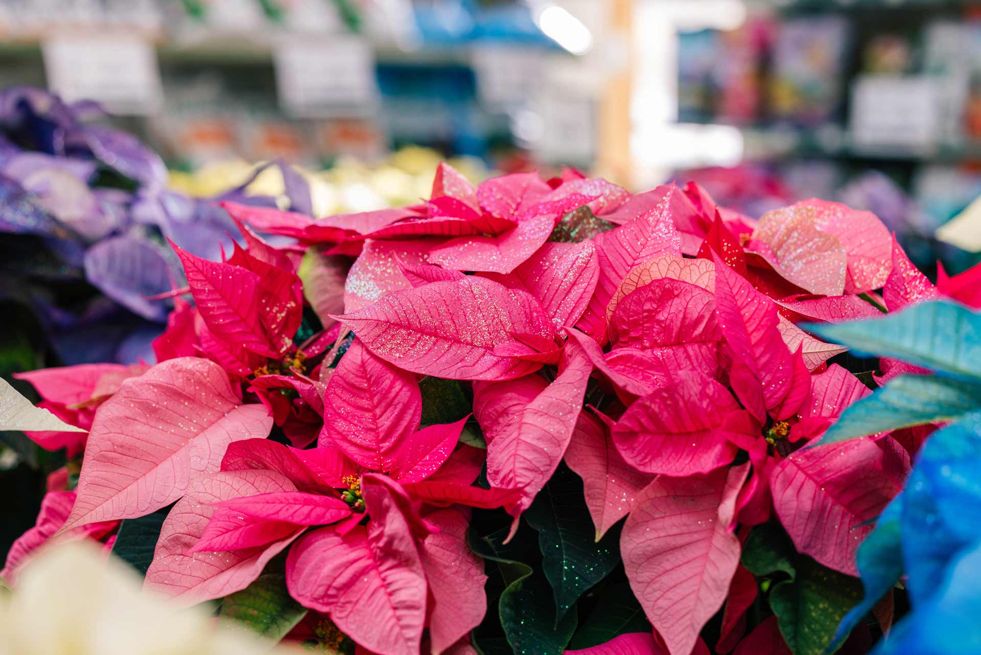 Poinsettia 'Fantasy Sparkle Pink' 4.5 Inch