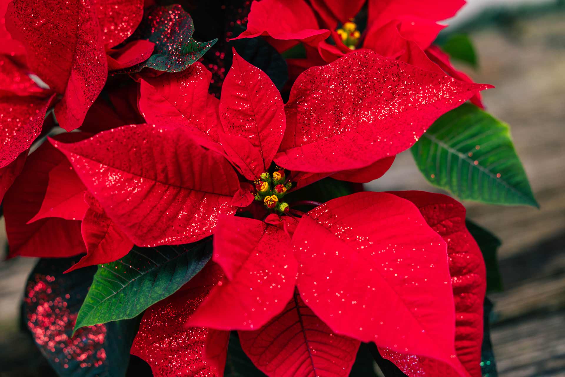 Poinsettia 'Fantasy Sparkle Red' 7.5 Inch