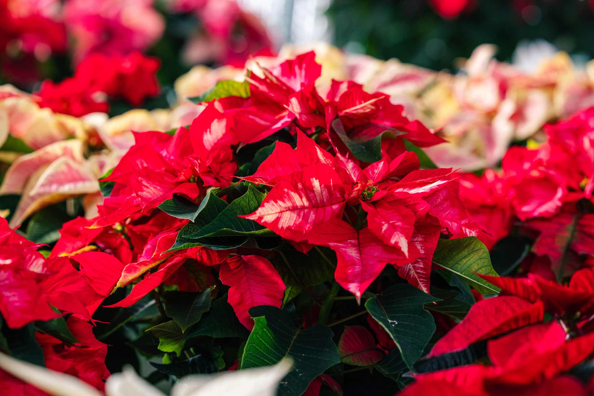 Poinsettia 'Ice Punch' 8.5"