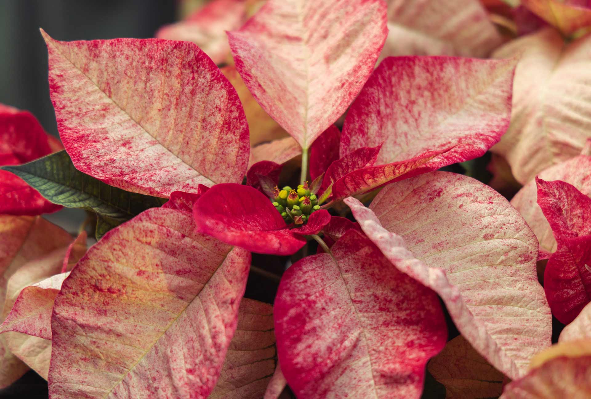 Poinsettia 'Premium Picasso' 4.5"