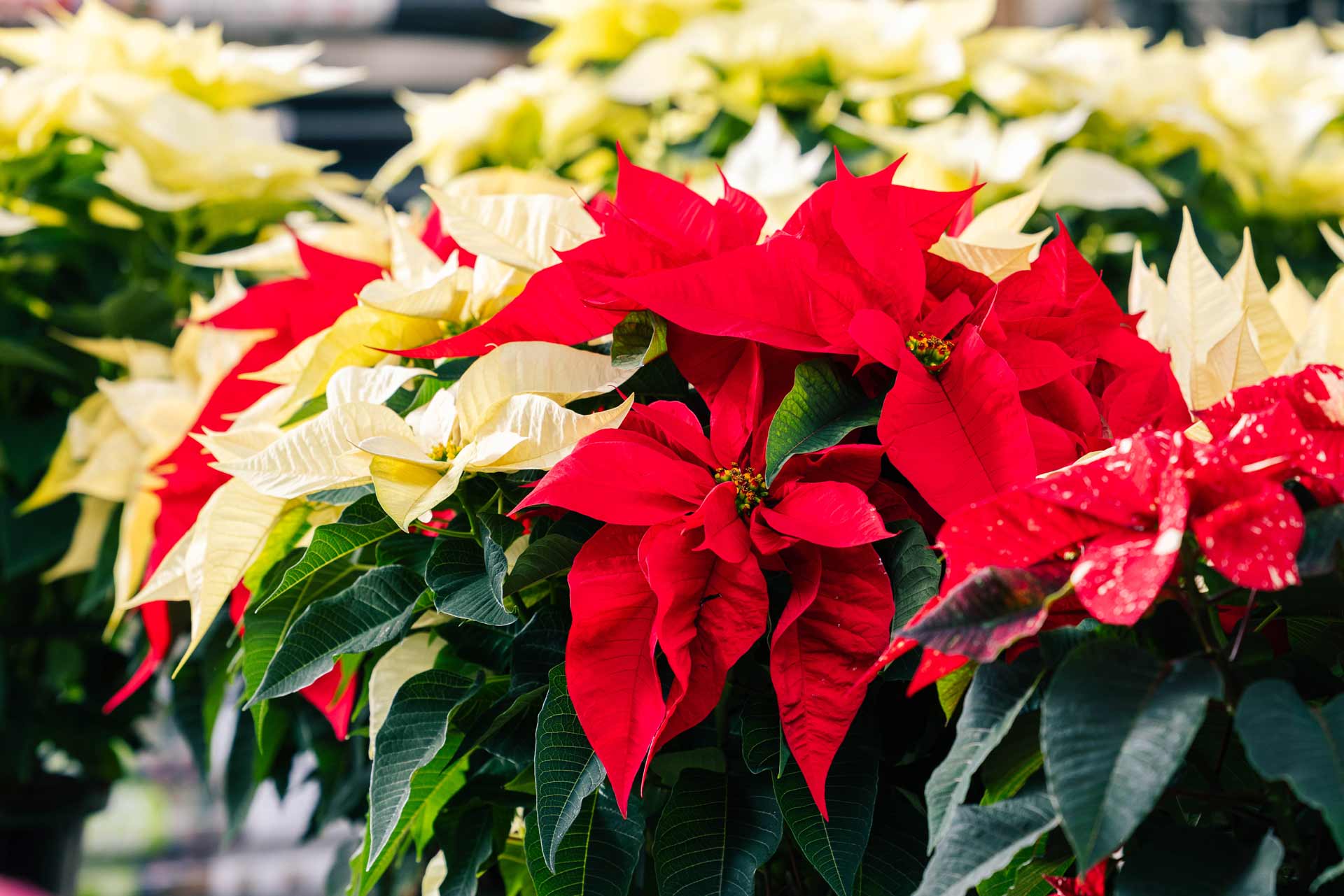 Poinsettia 'Red & White Combo' 7.5"