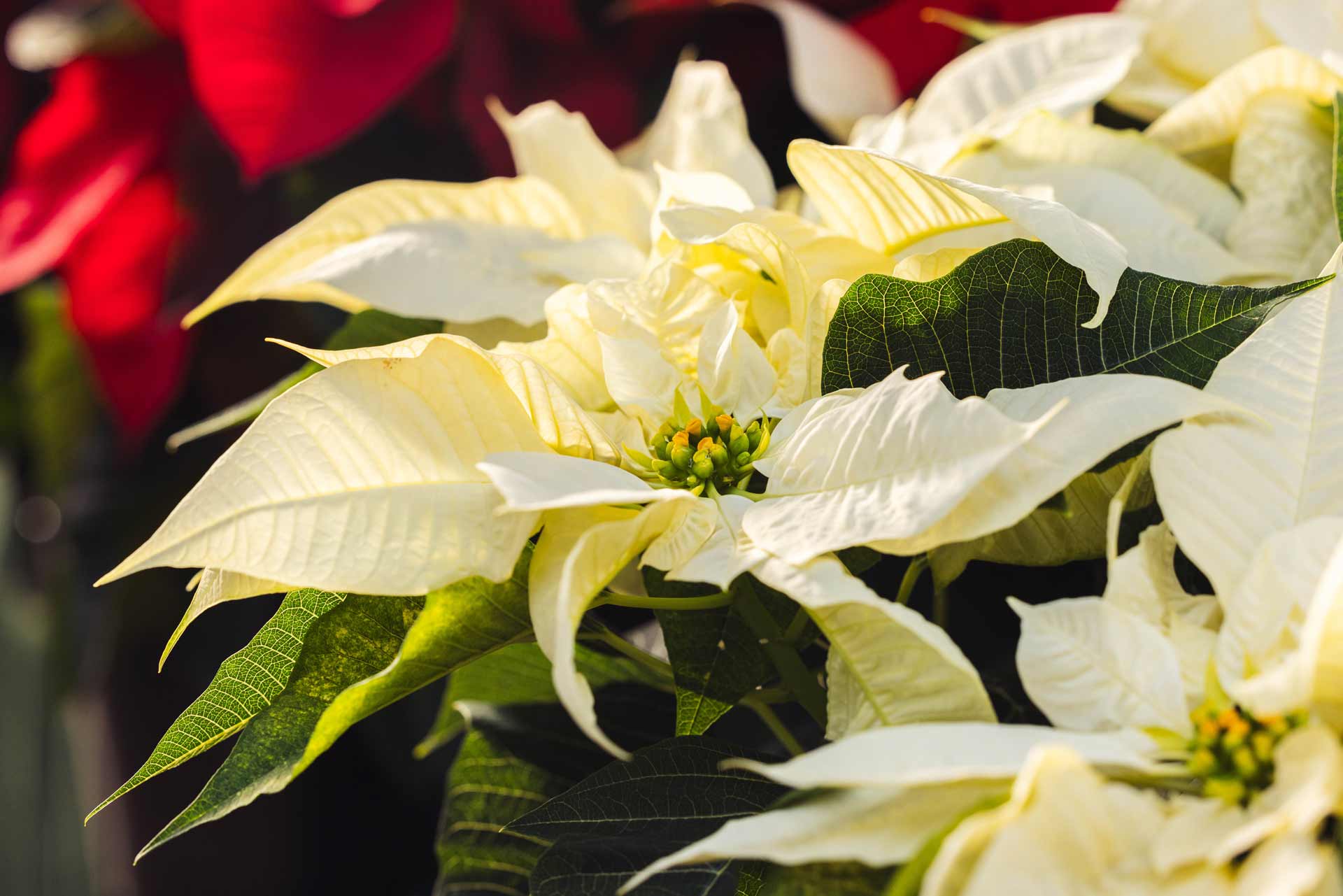 Poinsettia 'White' 6.5"