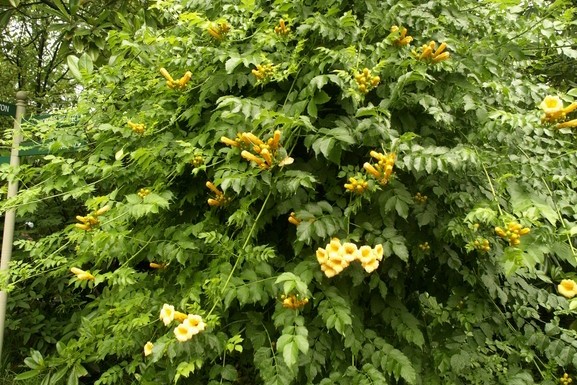 Trumpet Vine 'Flava' 5 Gallon