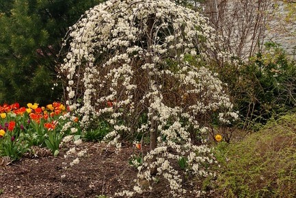 Weeping Redbud Tree 'Vanilla Twist' 15 Gallon