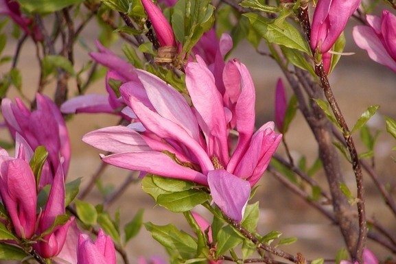 Magnolia 'Ricki' 10 Gallon