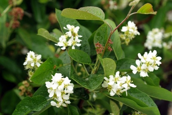 Running Serviceberry 3 Gallon