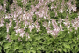 Hosta 'Blue Cadet' 2 Gallon