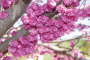 Redbud Tree 'Pink Pom Poms' 15 Gallon