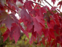 Freeman Maple Autumn Fantasy&reg; 10 Gallon