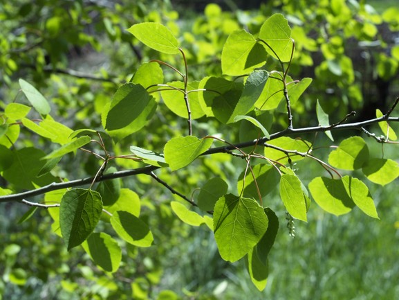 Quaking Aspen Tree 15 Gallon