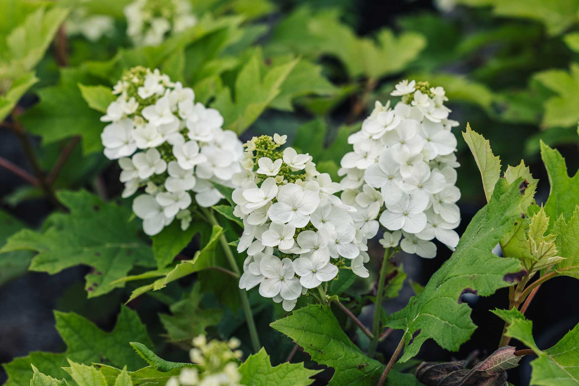 Oakleaf Hydrangea 'Queen of Hearts' 7 Gallon