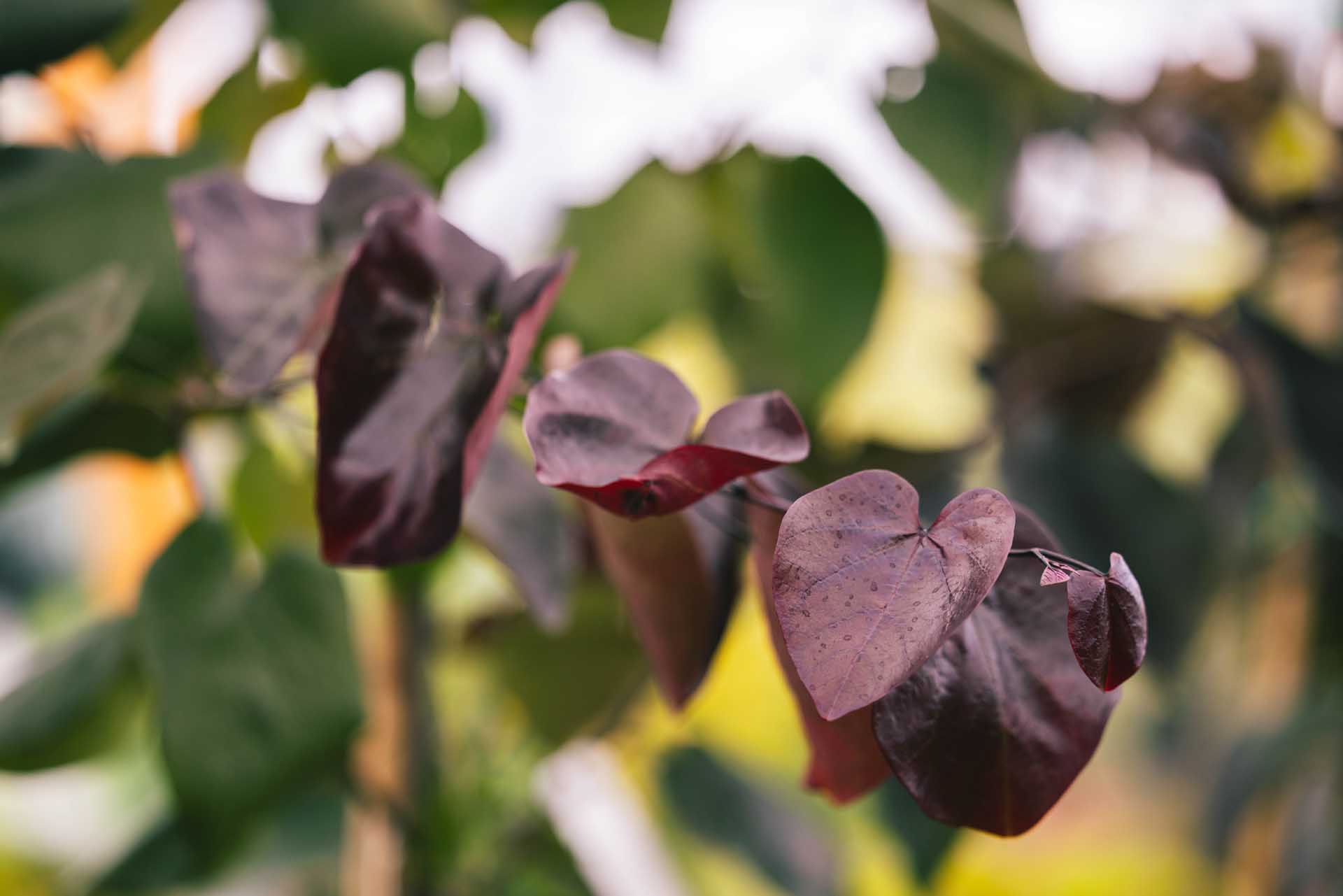 Redbud Tree 'Merlot' 15 Gallon