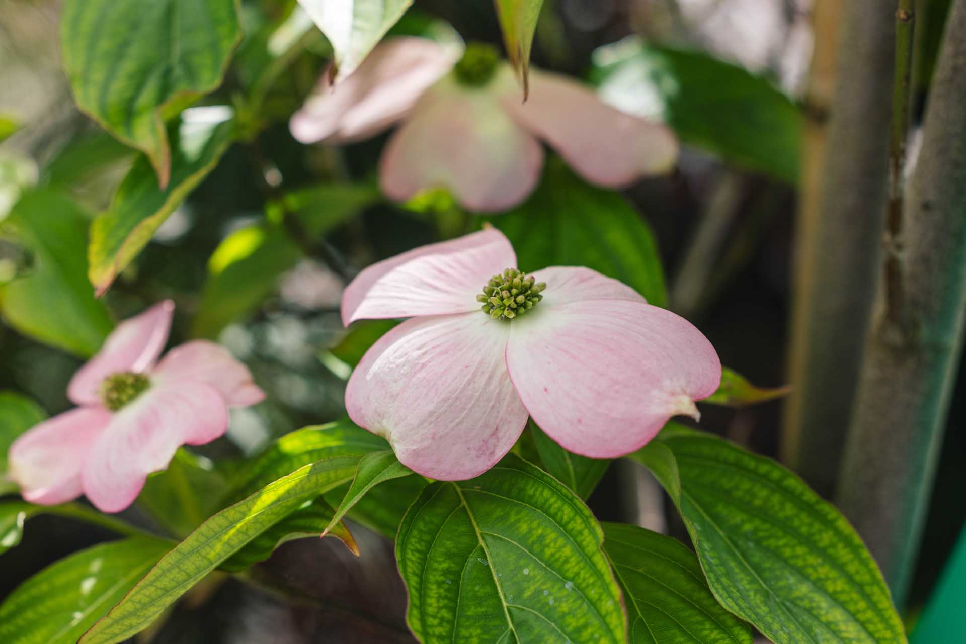 Dogwood Tree Stellar Pink&reg; 15 Gallon