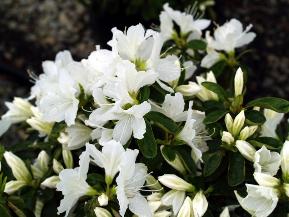 Evergreen Azalea 'Delaware Valley' 7 Gallon