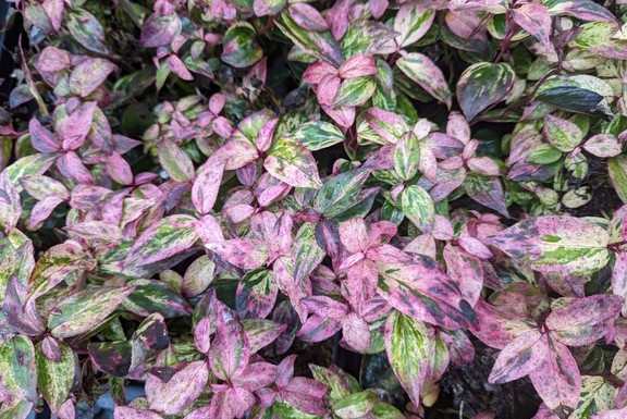 Leucothoe Paisley Pup&reg; 3 Gallon