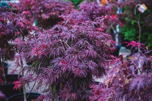 Japanese Maple 'Inaba Shidare' High Graft 5 Gallon