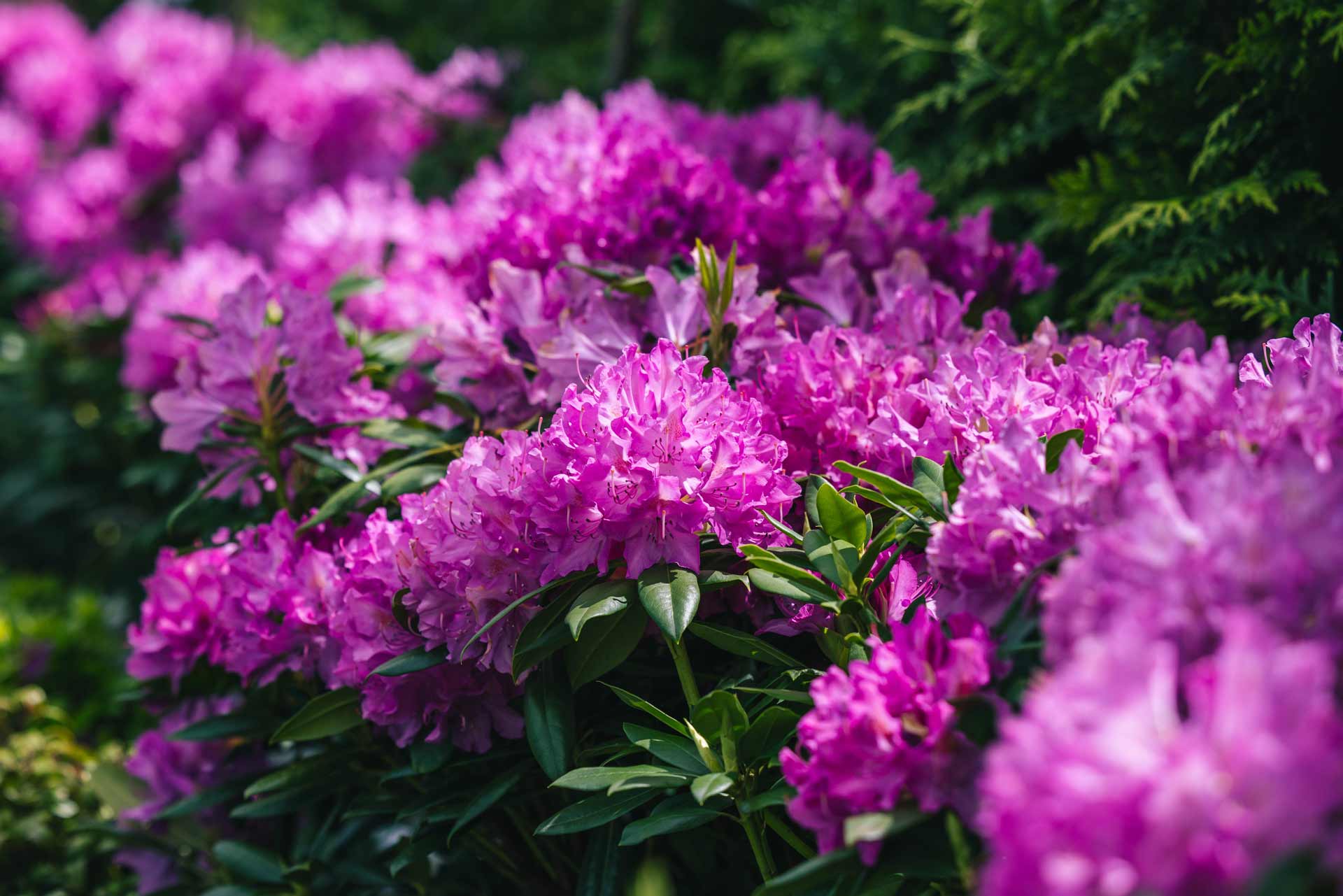 Rhododendrons