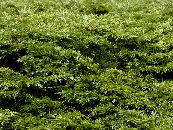 Savin Juniper Calgary Carpet&reg; 3 Gallon