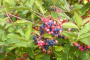 Witherod Viburnum 7 Gallon