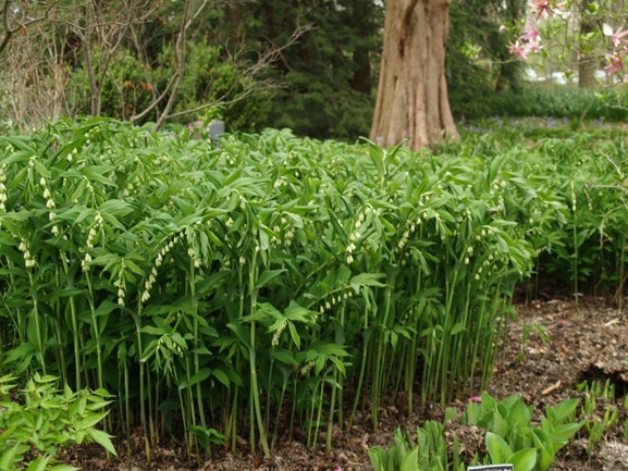 Solomon's Seal 1 Gallon