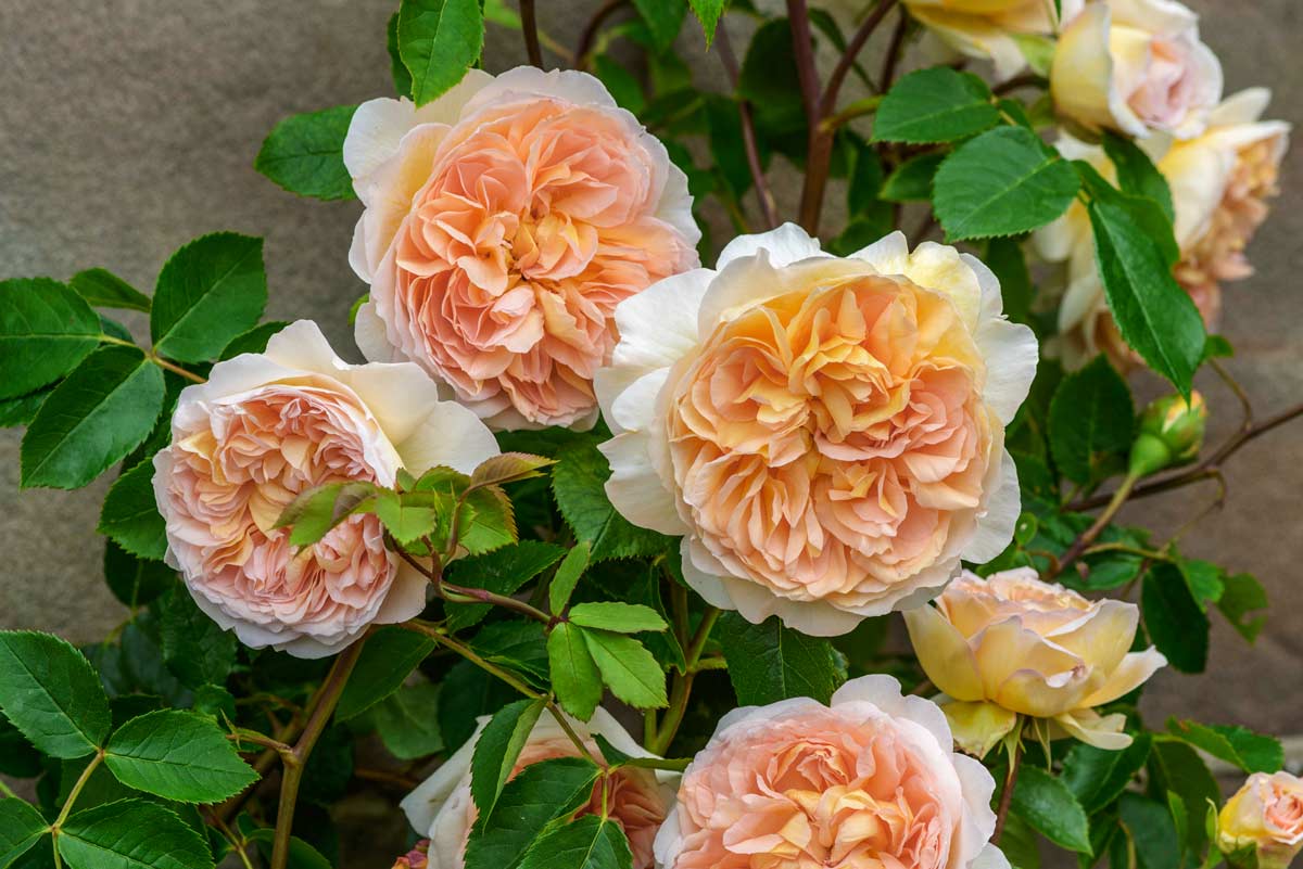 English Climbing Rose David Austin&reg; Bathsheba&reg; 3 Gallon