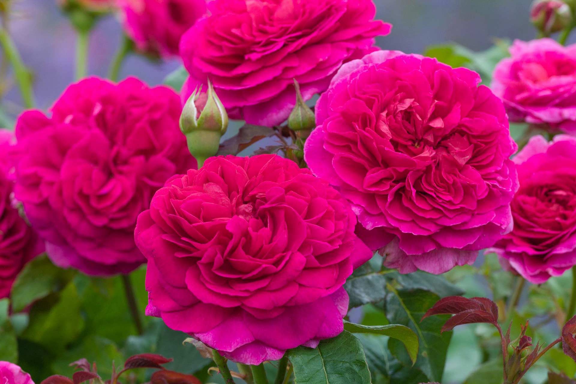 English Shrub Rose David Austin&reg; Gabriel Oak&reg; 3 Gallon