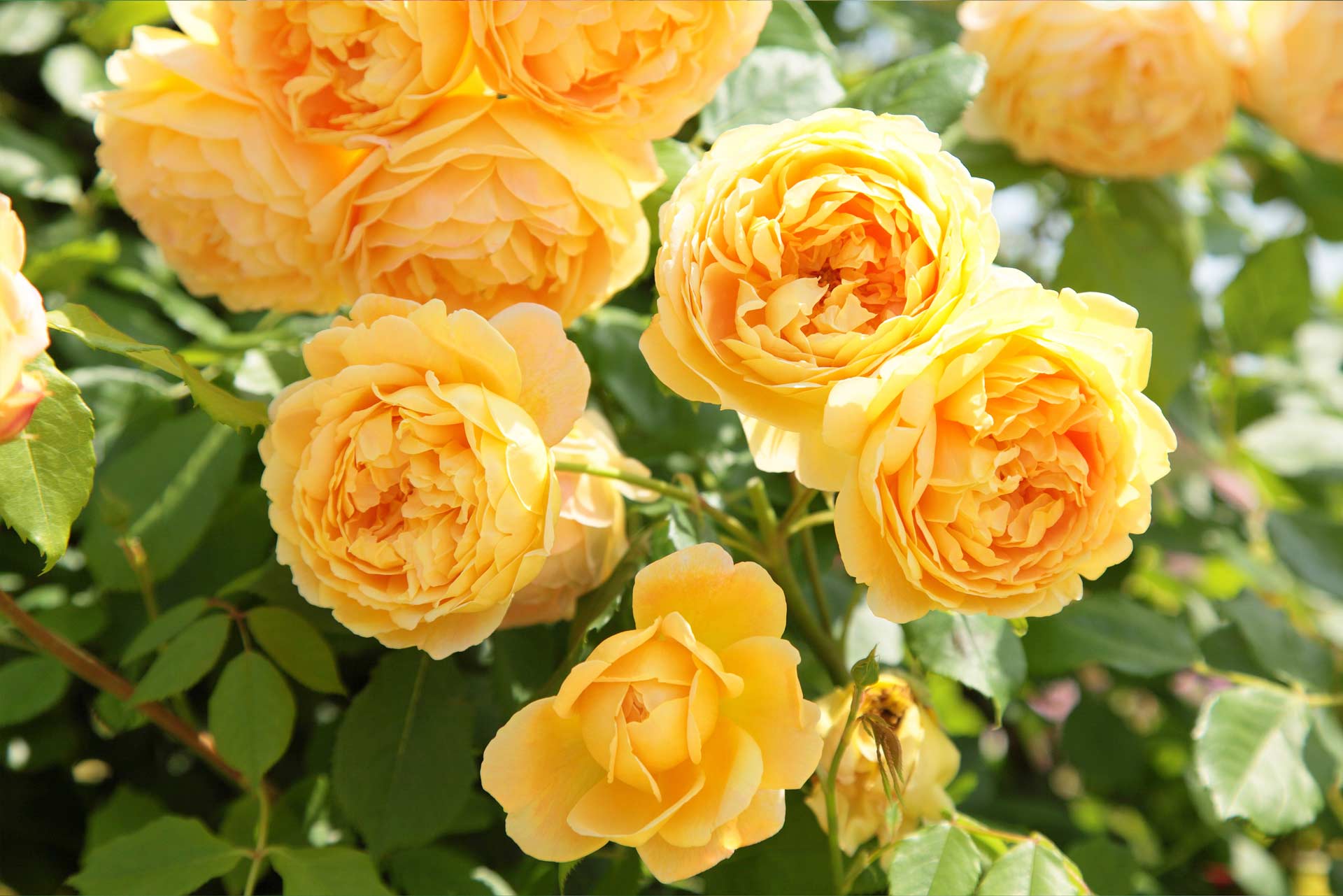 English Shrub Rose David Austin&reg; Golden Celebration&reg; 3 Gallon