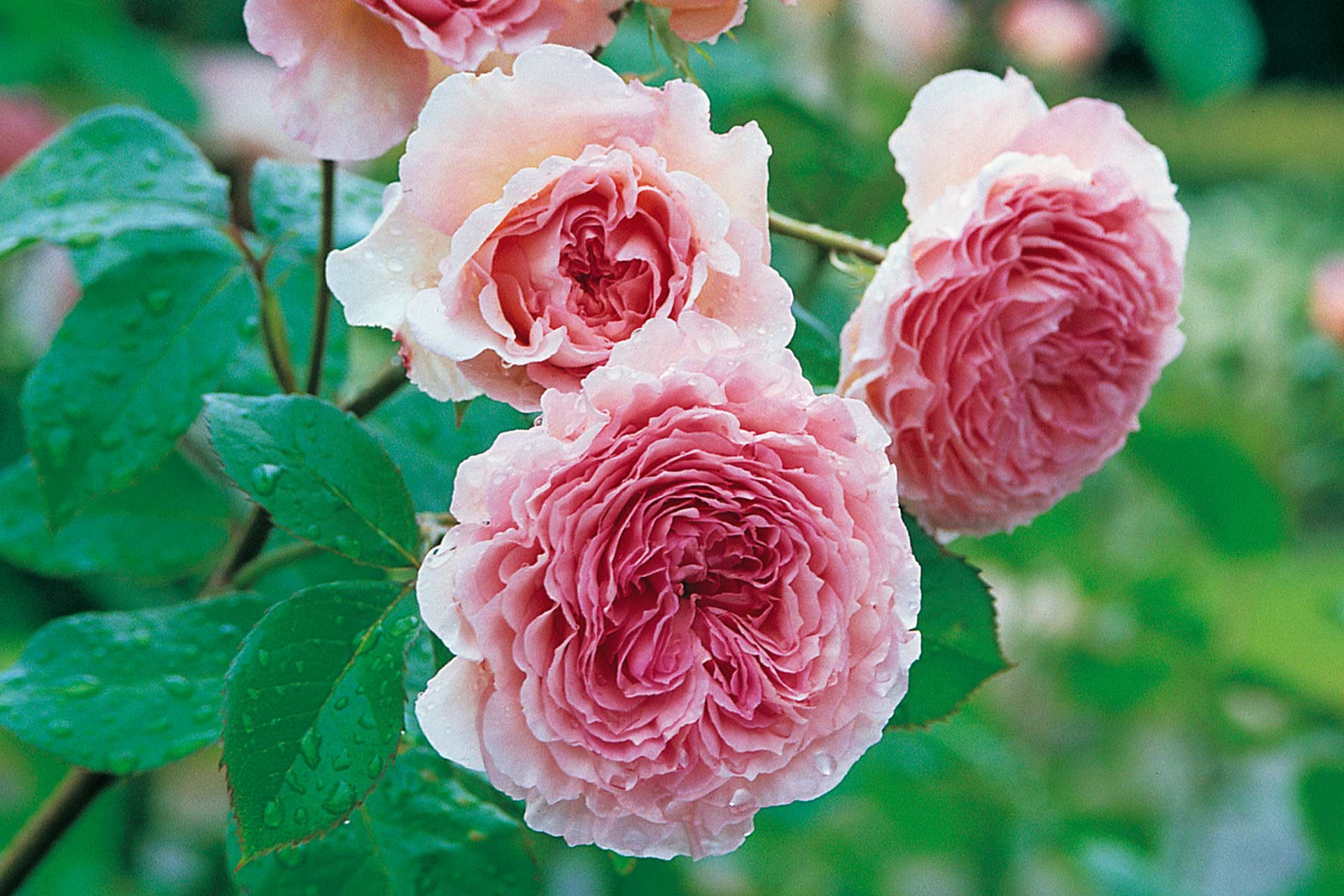 English Climbing Rose David Austin&reg; James Galway&reg;
