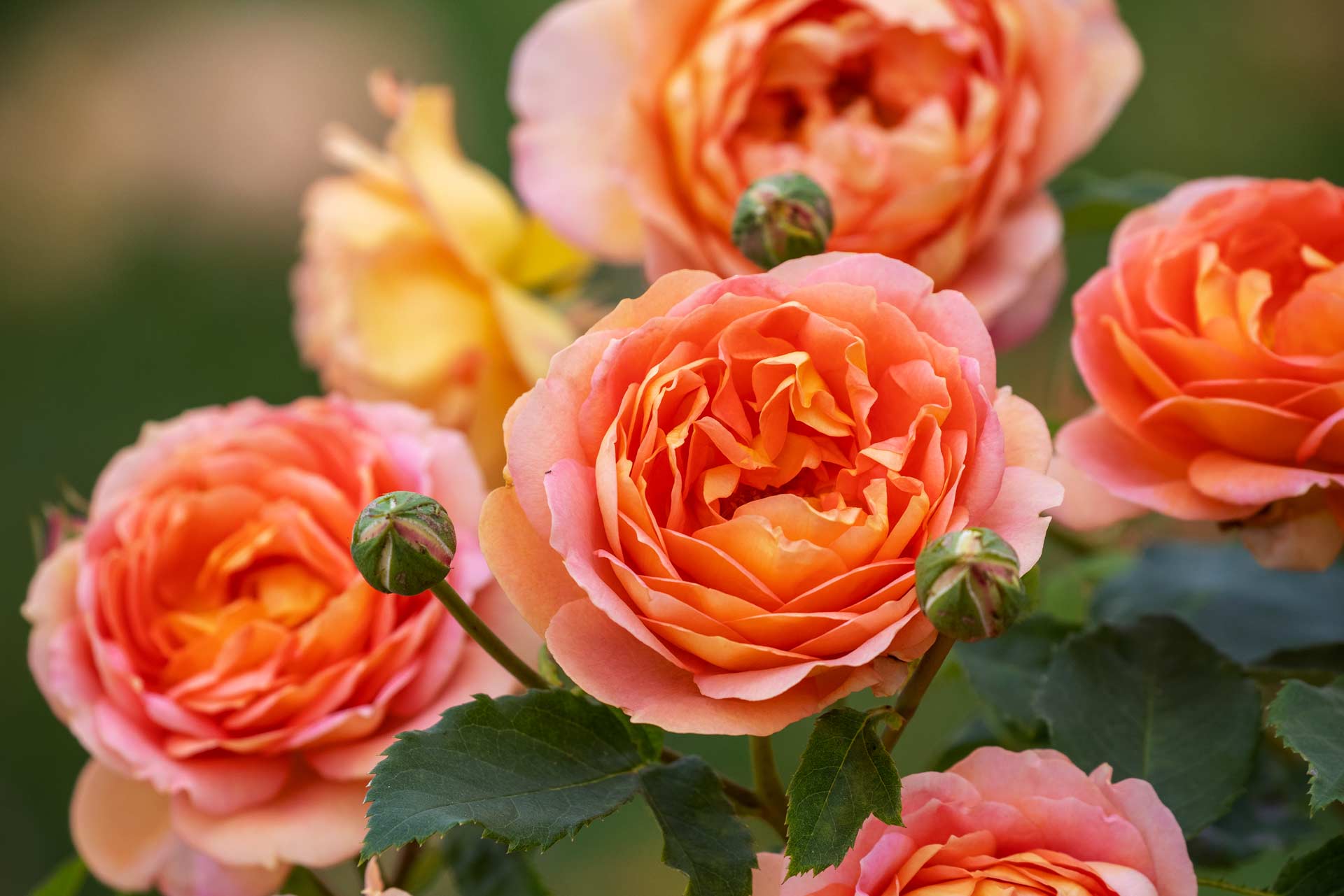 English Shrub Rose David Austin&reg; Lady of Shallott&reg; 3 Gallon