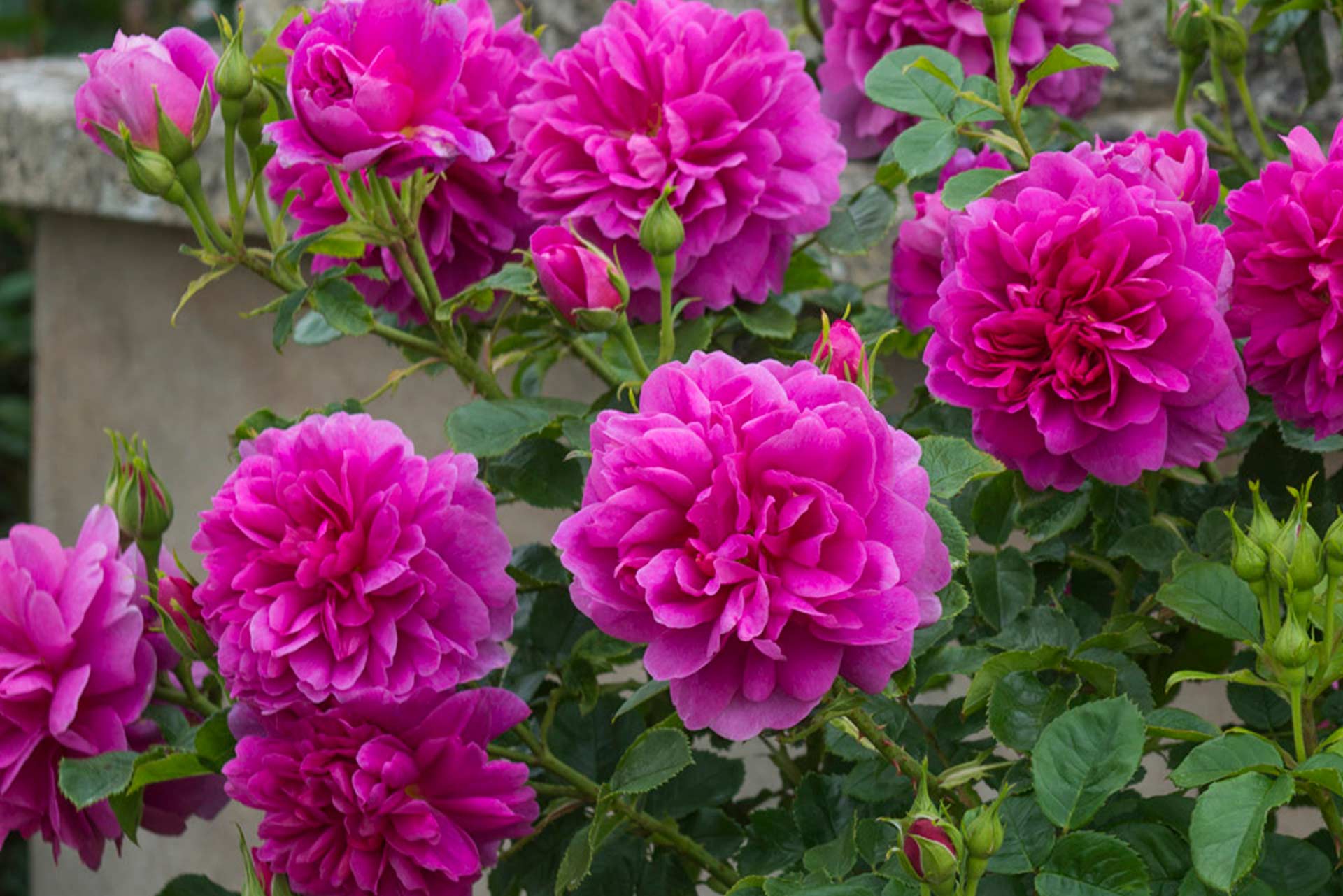 English Shrub Rose David Austin&reg; Princess Anne&trade; 3 Gallon
