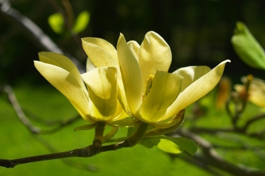 Cucumber Tree Magnolia 'Golden Gift' 7 Gallon