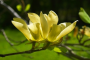 Cucumber Tree Magnolia 'Golden Gift' 7 Gallon