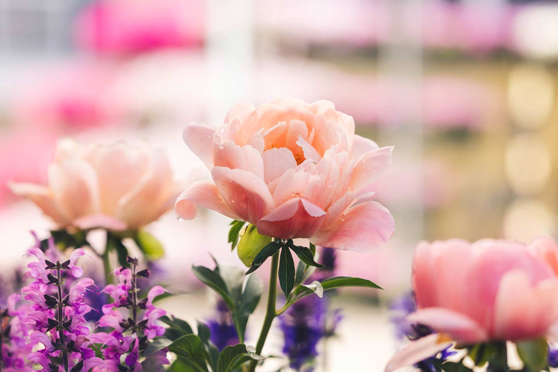 Peonies