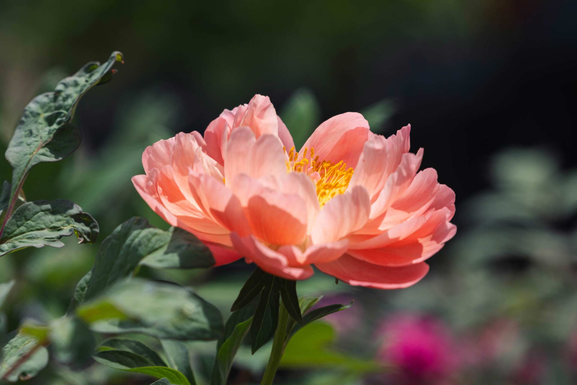 Peony 'Coral Sunset' 2 Gallon