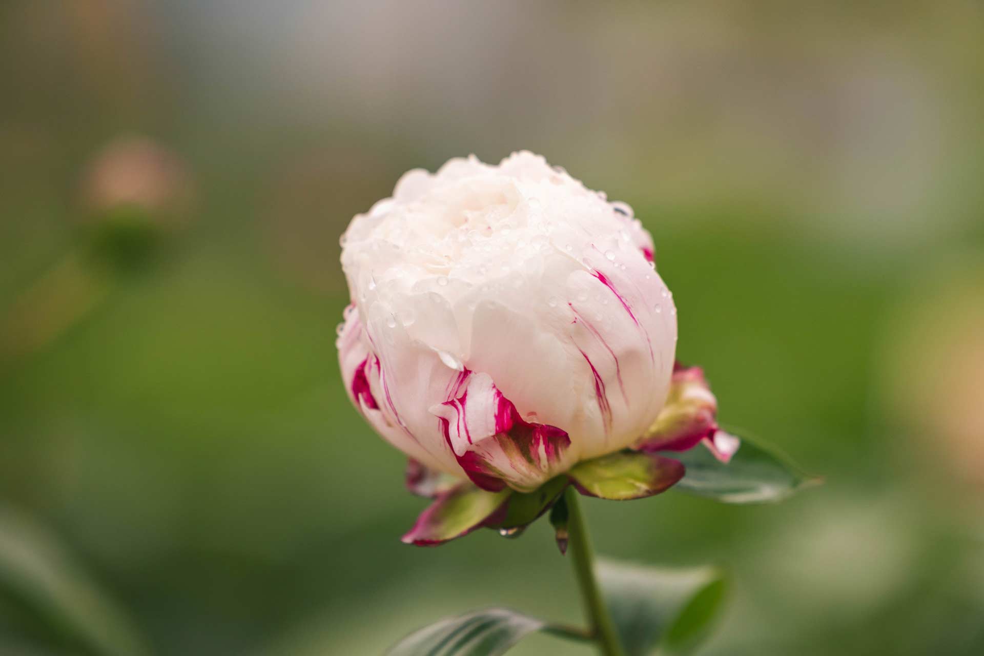 Peony 'Duchesse de Nemours' 2 Gallon