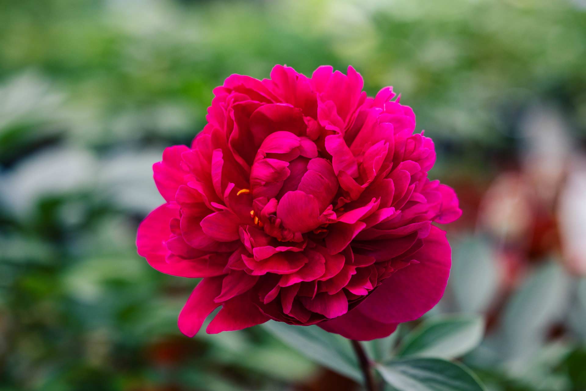 Peony 'Purple Spider' 2 Gallon