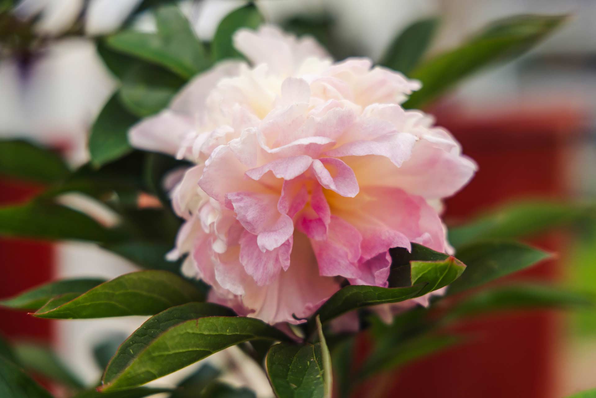 Peony 'Raspberry Sundae' 2 Gallon