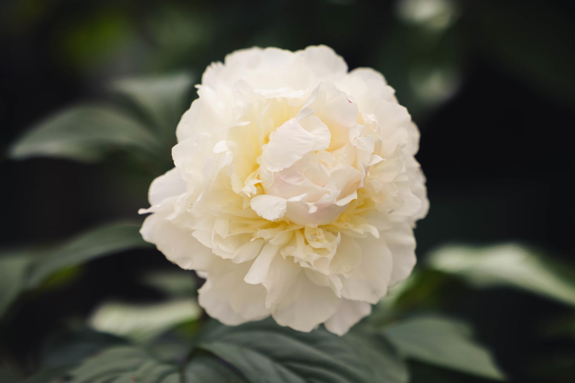 Peony 'Sarah Bernhardt' 2 Gallon