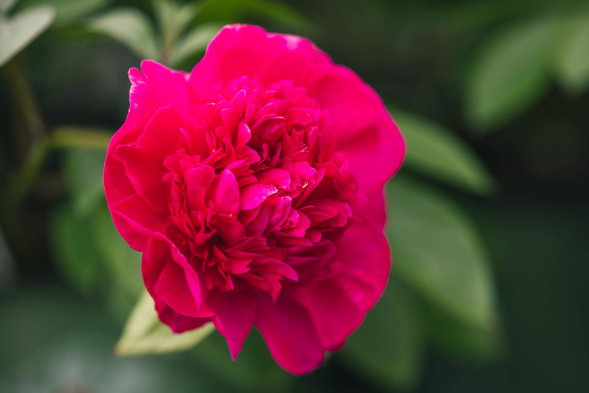 Peony 'Renato' 2 Gallon