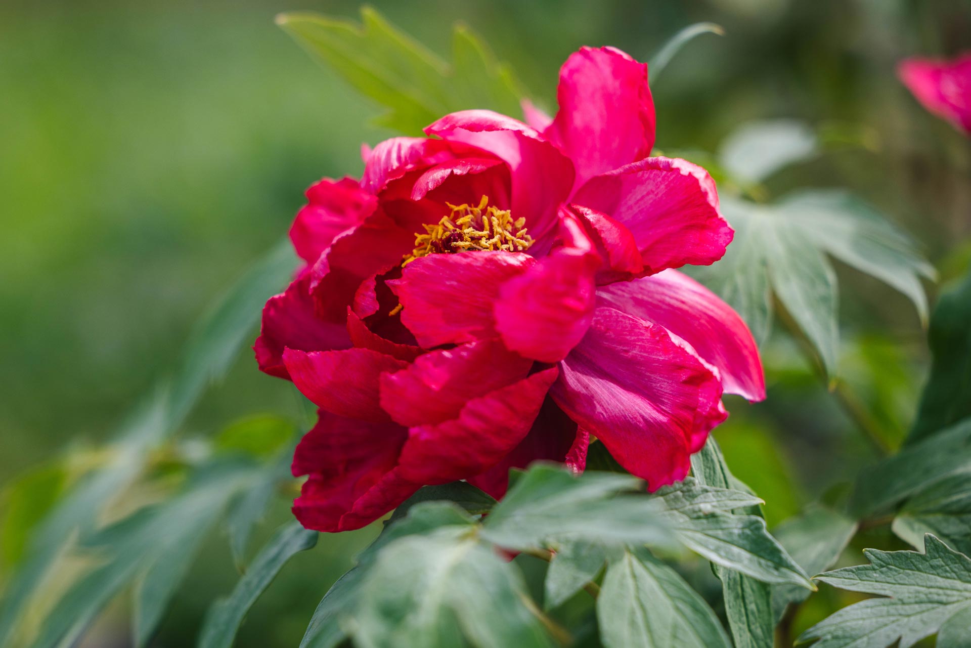 Tree Peony 'Taiyo' 2 Gallon