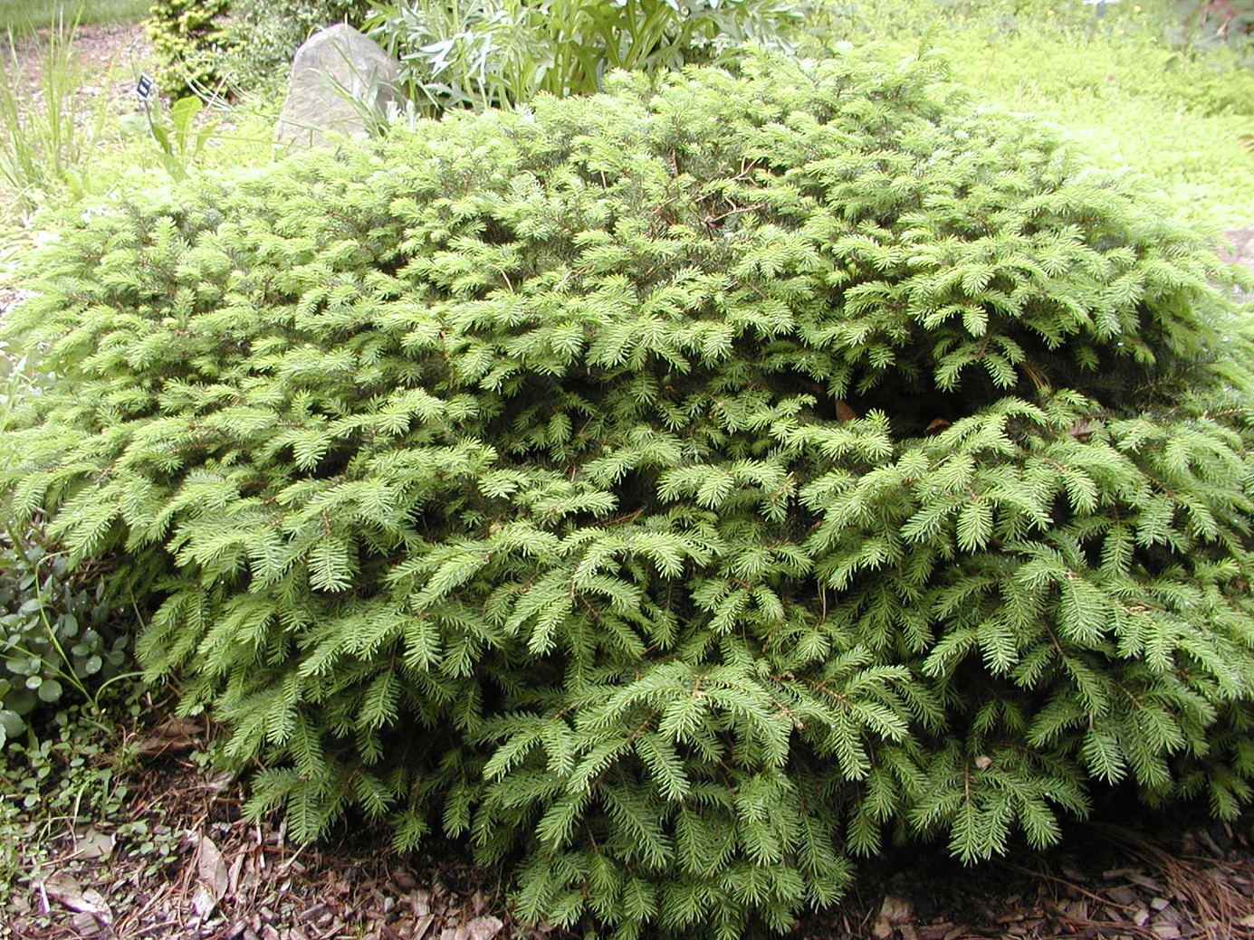 Bird's Nest Spruce 7 Gallon