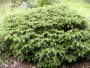 Bird's Nest Spruce 7 Gallon