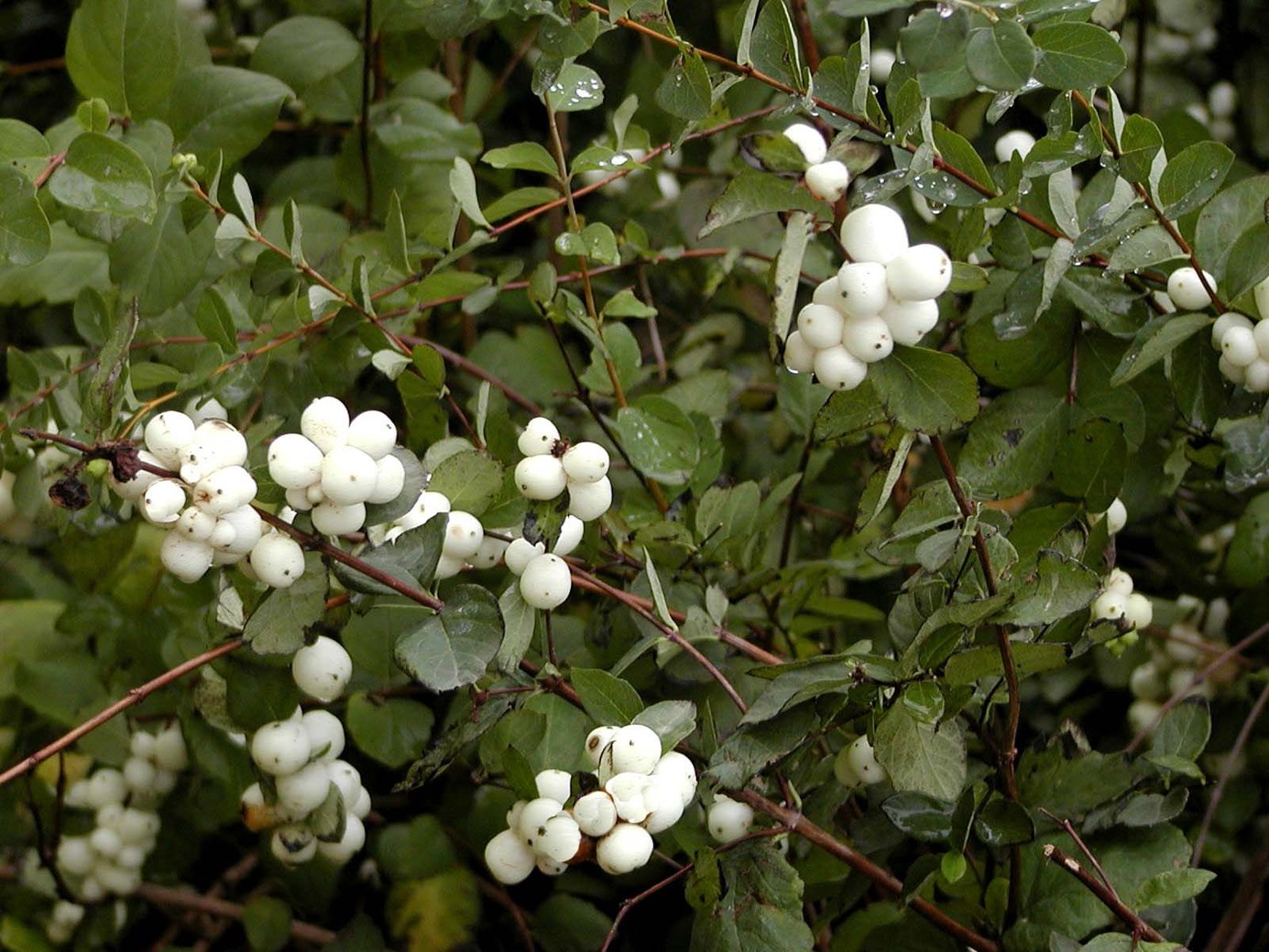 Common Snowberry 3 Gallon