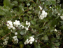 Common Snowberry 3 Gallon