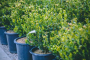 Boxwood 'Green Gem' 1 Gallon